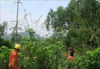 Vi phạm hành lang bảo vệ an toàn lưới điện: Có thể bị khởi tố hình sự