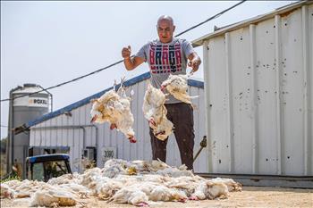 Israel: Nắng nóng kỷ lục, tiêu thụ điện phá vỡ mọi kỷ lục từng được ghi nhận 