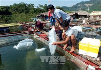 Phát triển nghề cá trên lòng hồ thủy điện 