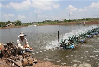 Làm thế nào để sử dụng điện an toàn trong nuôi tôm?