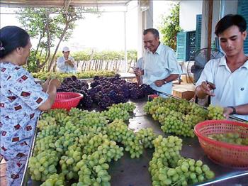 Ninh Thuận: Vùng đất khát “nở hoa”