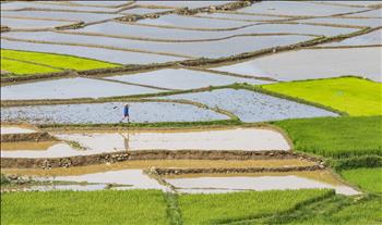 Báo cáo nhanh hằng ngày của Tổng cục Thủy lợi về tình hình lấy nước đổ ải năm 2023